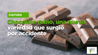 Chocolate rubio, una nueva variedad que surgió por accidente