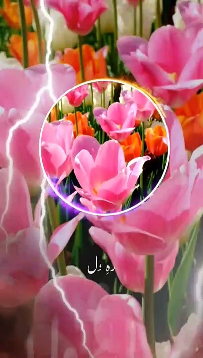 Mulaa ali ♥️❤️