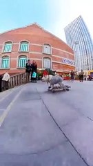 Dog_vs_Skateboard_down_stairs!_Tech_wows__100__heads_turn__snaps_taken!_#cute_#shorts(360p)