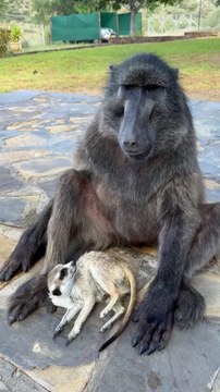 Enjoy the best funny reels on my channel. Let's support each other by subscribing each other channel permanently