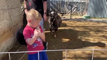 You Laugh You Lose  Funniest Cats and Dogs 2024