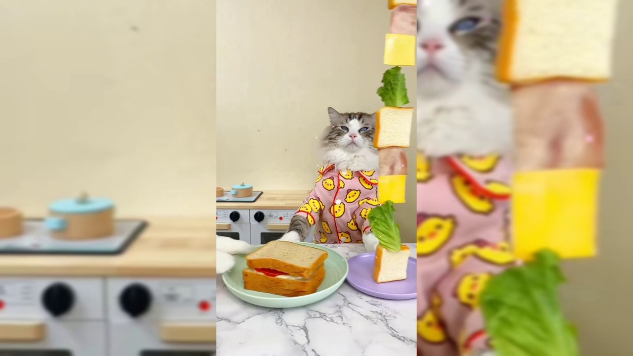 Funny cats making food/ funny cats eating burger