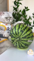 Stay Cool With Watermelon Skewers & Tea Jelly!❄️ #catsofyoutube #foodlover #tiktok