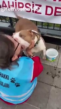 Köpek Derneği Kurucusu sokak köpeklerinin parçaladığı çocuklarla böyle alay etti!