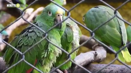 Área Metropolitana reportó 220 loros atendidos por tráfico de fauna silvestre este 2024