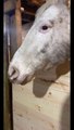 Here is a little background on Luna. If there is anything else you guys want to know, leave a comment and I will do my best to respond! #Luna #moonblindness #peteytheseeingeyedonkey #horsesoftiktok