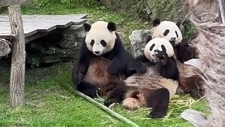 Zoo parc de beauval : panda...