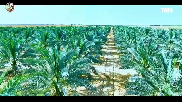 حلقة خاصة حول بدء موسم حصاد القمح في توشكى 4 | درع الوطن