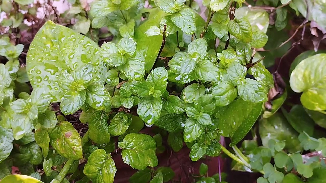 plants
