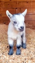 خروف _صوت_ماعز صغير