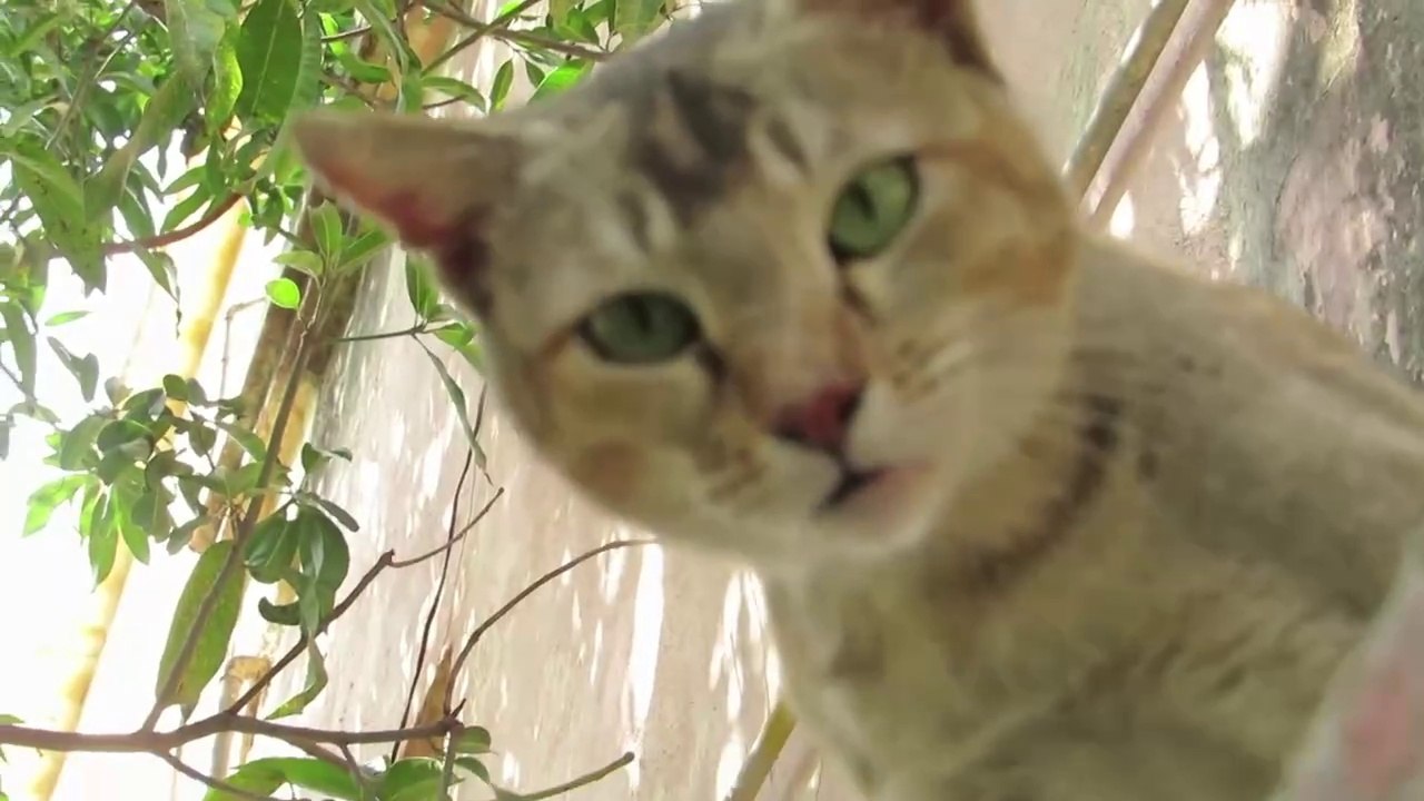 How Smart Cat asks for Food from Human