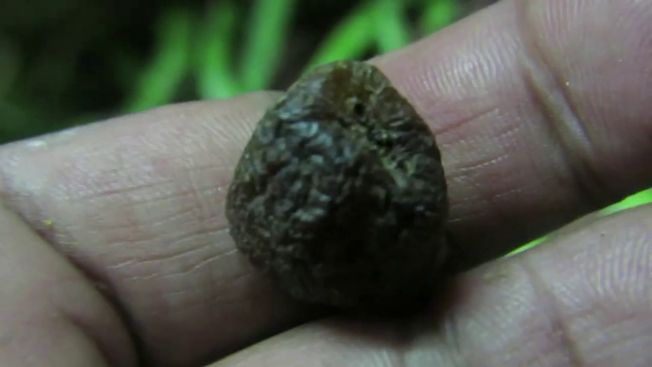 Indian Fruit Very Few Indian will see