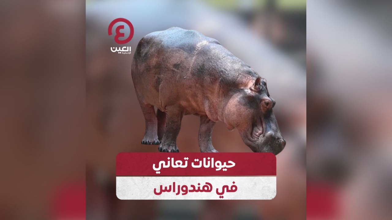 حيوانات تعاني في هندوراس