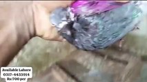 High falling pigeon for sale/pigeons for Pakistan