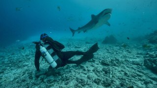 A la rencontre des requins avec Steve Backshall