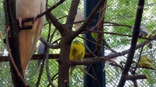 Buscan concientizar el cuidado de las aves con “Lorofets” en Zoológico Guadalajara.