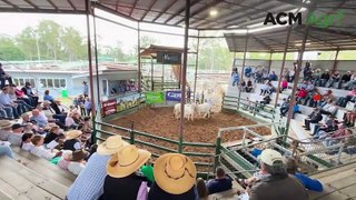 Gympie Brahman female sale record broken | June 1, 2024 | Queensland Country Life