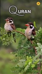 Quran-Surah-Shura-ayat-30-31-quran-short_5