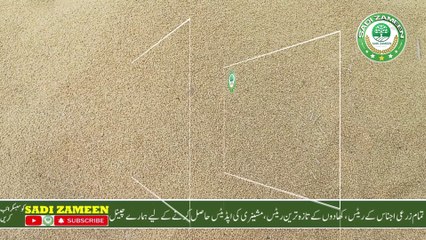 معدل الغاندوم الجديد اليوم || سعر القمح اليوم البنجاب باكستان 2024 || المملكة المتحدة 2024