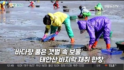 [생생갤러리] '바다향 품은 갯벌 속 보물'…태안산 바지락 채취 한창 外