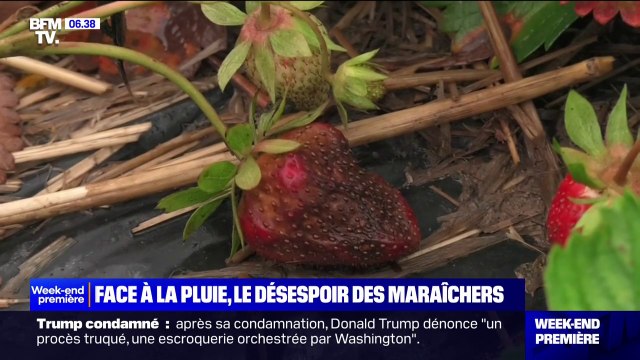 C'est catastrophique cette année : des maraîchers font face à d'importantes pertes face à la pluie