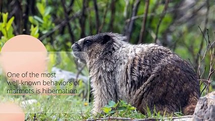 The Fascinating World of Marmot Animals: A Closer Look at These Alpine Dwellers