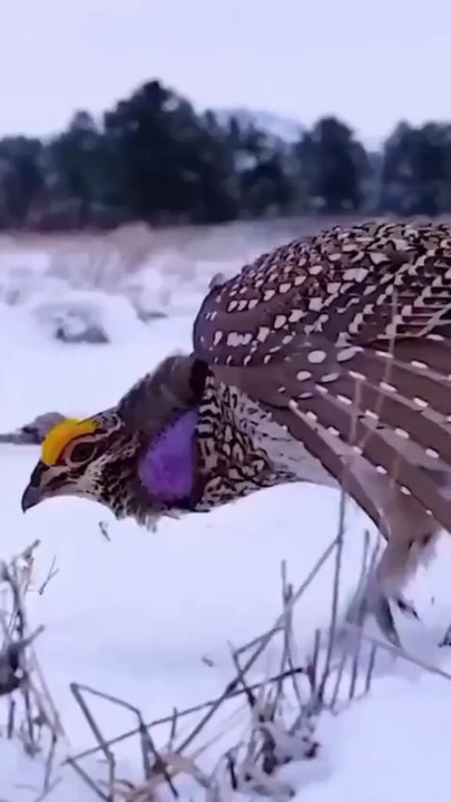 only fun beautiful brids dancing video