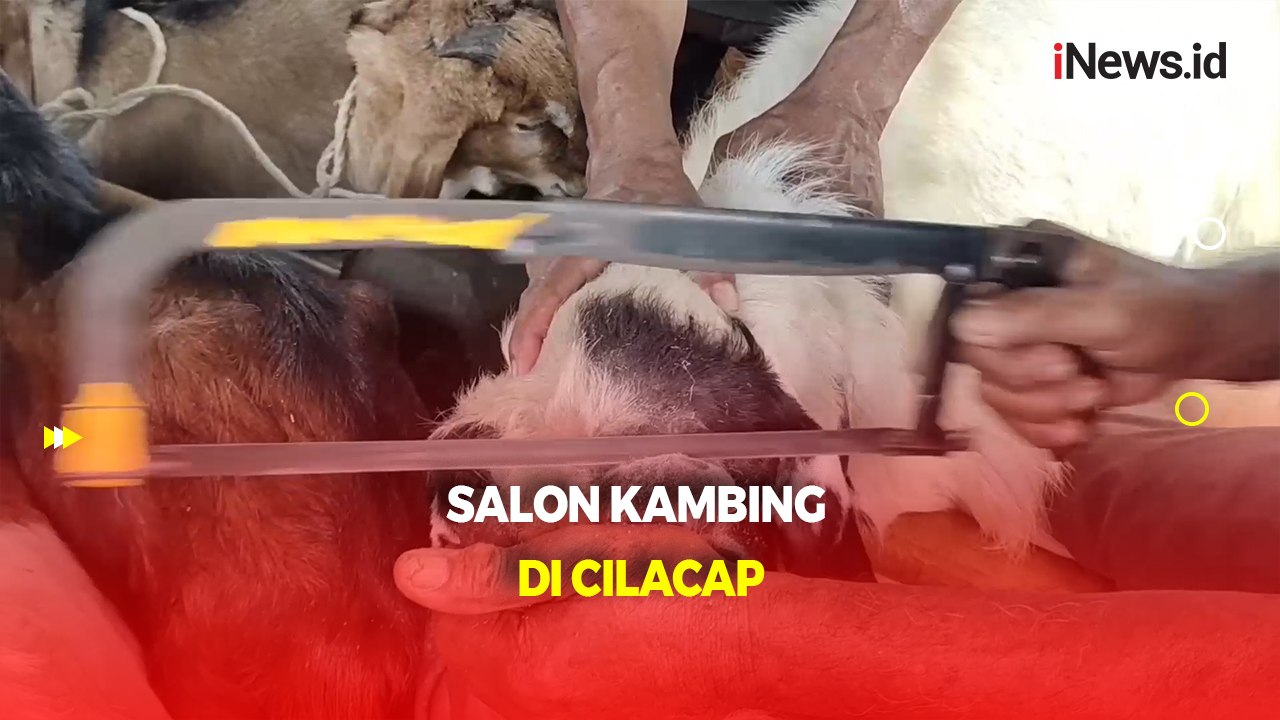 Salon Khusus Kambing di Cilacap, Percantik Tampilan Hewan Kurban Jelang Idul Adha