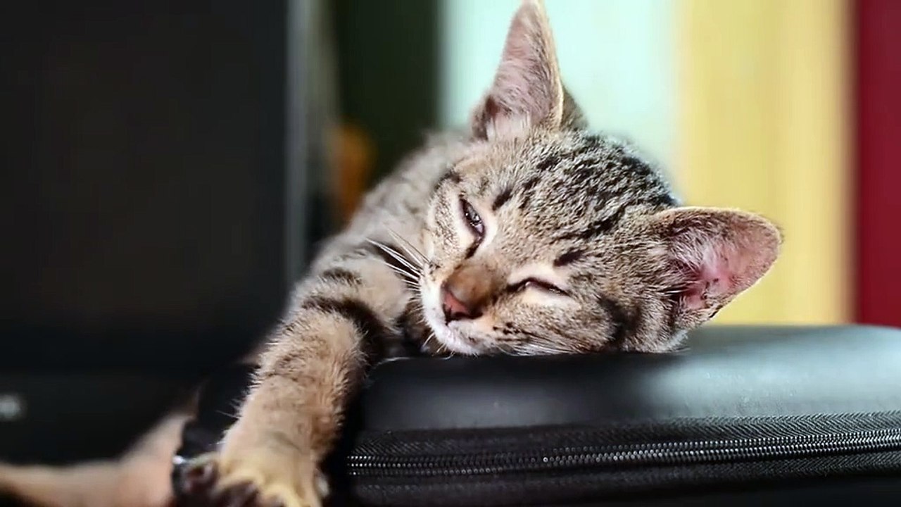 Funny cats