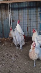 Aseel rooster, aseel rooster sound,