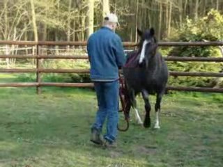 Débourrage Flashy Wolf 2