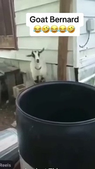 This is human goat