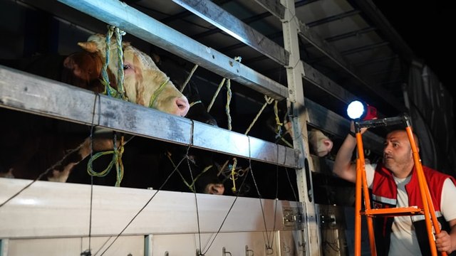 Kurbanlıklar İstanbul'a gelmeye başladı