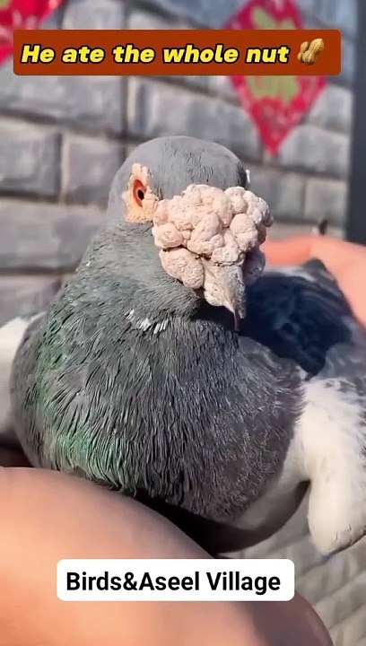 Pigeons l Kabootur l Birds l Peta