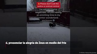 Vecino llama a la policía después de que dejaron a un perro en la nieve