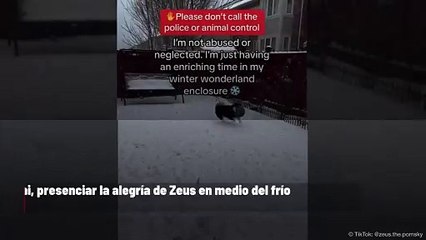 Vecino llama a la policía después de que dejaron a un perro en la nieve