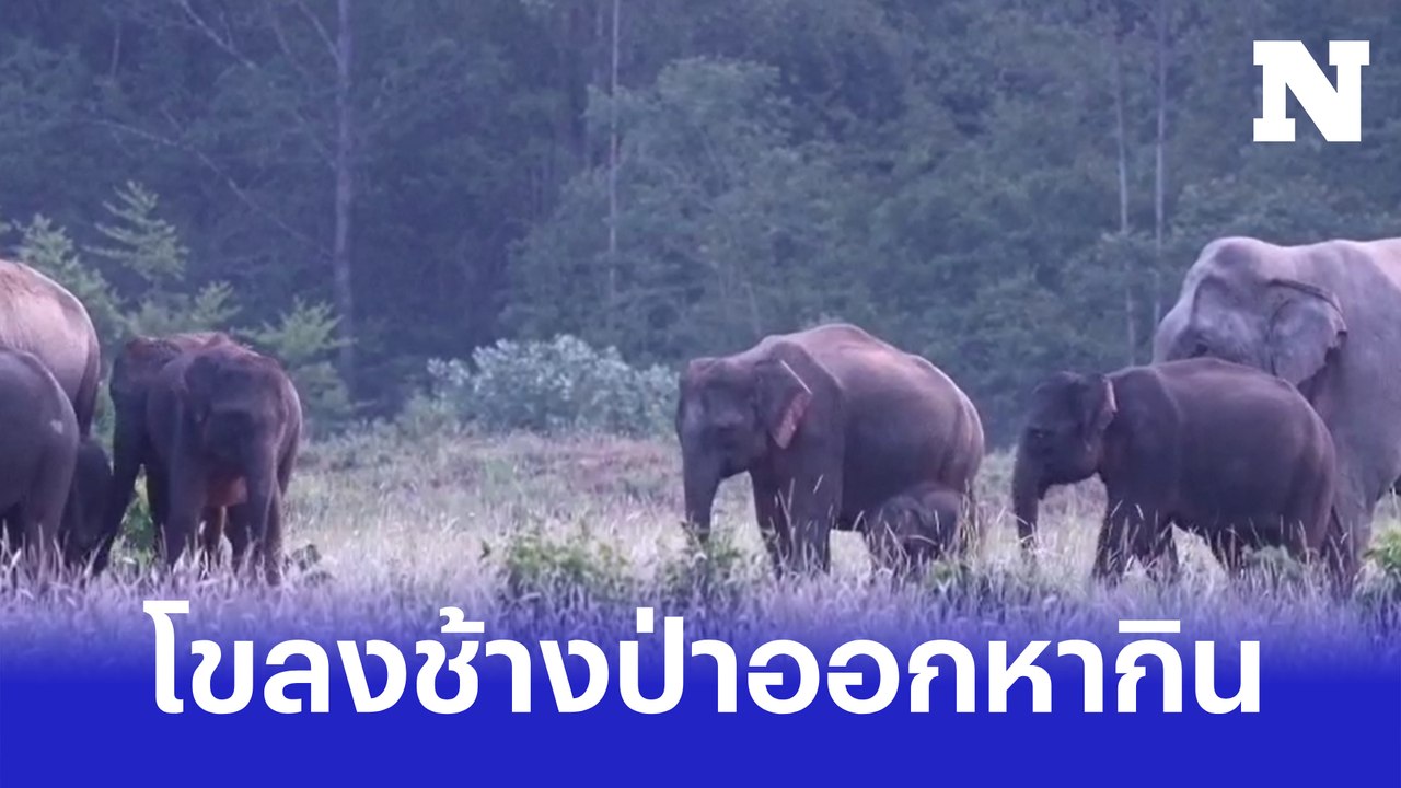 เผยคลิปช้างป่า 3 โขลงใหญ่ กว่า 50 ตัว ออกหากินบ...