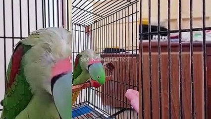 My Nuagty  Parrott