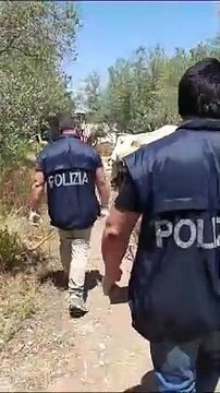 SCOPERTA UNA PIANTAGIONE DI MARIJUANA