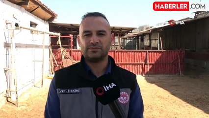 Veteriner hekimden kurbanlıklarda yaş ve küpe uyarısı