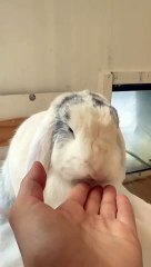 Bunny rabbit cute animals video funny