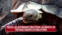 Piden a las autoridades investigar las muertes de tortugas gigantes en Inglaterra