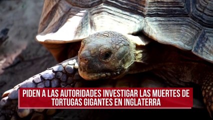 Piden a las autoridades investigar las muertes de tortugas gigantes en Inglaterra