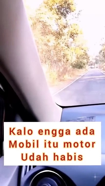 bertemu harimau liar di jalan raya