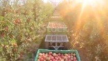 Apple   harvesting |apple production |apple garden |apple farming |apple cultivation |viral |shorts |greenfieldTV