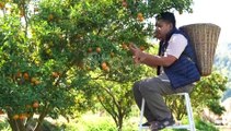 Orange  garden |Orange harvesting |orange farming |orange country |orange cultivation |orange cutting #orange production |viral |shorts |agriculturalfarmingchannel |greenfieldTV