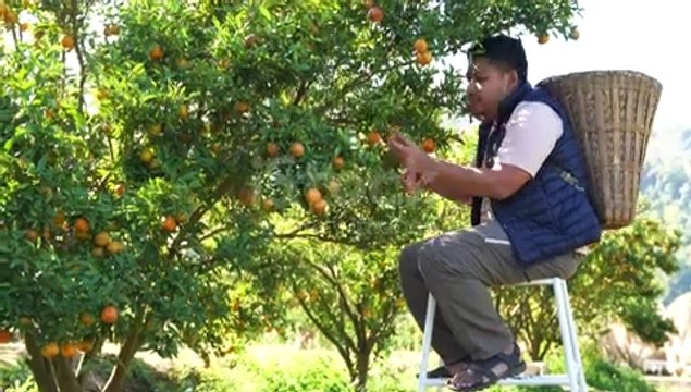 Orange garden |Orange harvesting |orange farming |orange country |orange cultivation |orange cutting #orange production |viral |shorts |agriculturalfarmingchannel |greenfieldTV