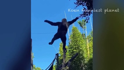 Funny Dogs And Cats Videos 2024  - Best Funniest Animal Videos Of The week #15