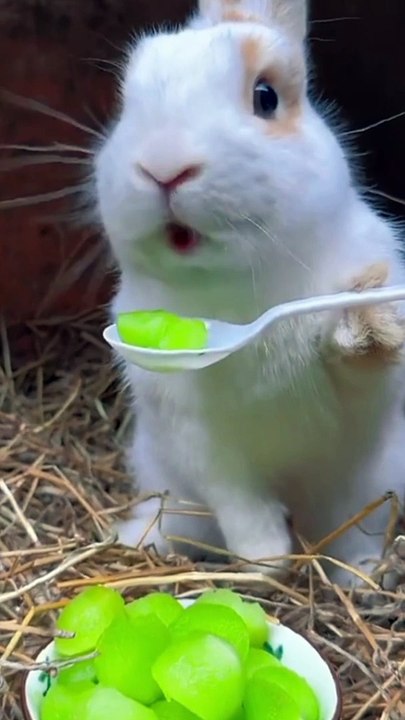 Funny video|funny animals|comedy