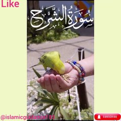 "Islamic Knowledge: روشنی کی راہ"#viral#tranding